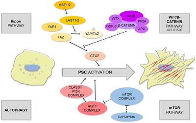 Signaling in the Physiology and Pathophysiology of Pancreatic Stellate Cells – a Brief Review of Recent Advances